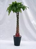 パキラ　８号（８寸鉢）　ずんぐり幹に、手を広げたような葉が魅力の観葉植物　トロピカル感満点の育て易いインテリアグリーンです。