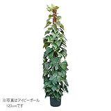 光触媒・人工観葉植物 アイビーポール 180cm 黒(鉢の色)