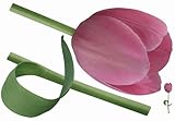 Brewster Plage PL160809 Peel & Stick Pink Tulip European Wall Decals [並行輸入品]