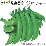 スナップえんどう 苗 ジャッキー 5ポットセット