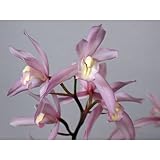 和蘭：大和撫子2.5号ポット[育てて咲かせるランの苗 すばらしい香りの和蘭] ノーブランド品