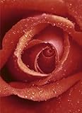 Flowers Poster Photo Wallpaper - Red Rose 4-Parts (100 x 72 inches) by 1art1