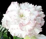 40 Fresh seedsアデニウム アラビカム オベスム 砂漠のバラ種子(40粒)塊根植物種子Adenium obesum Desert Roses seeds no229-Quatro-cana