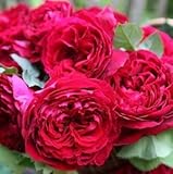 バラ苗 ゴスペル 国産新苗4号ポリ鉢 ハイブリッドティー(HT) 四季咲き大輪　赤系