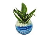 花市場直送便 サンスベリア(カラーサンド植え) バブルボール10cm ブルー