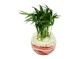 花市場直送便 テーブルヤシ(カラーサンド植え) バブルボール10cm ピンク/赤