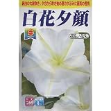 白花夕顔 (769)