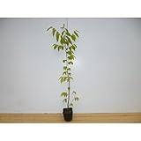 【ノーブランド品】 ケヤキ 樹高1.0m前後 12cmポット /