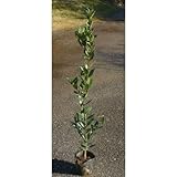 月桂樹 (ゲッケイジュ) ローリエ 5号ポット (中)