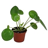 50本Pilea Peperomioides中国のお金の植物の種子ツリーのパンケーキの形の家庭の庭の装飾庭の植物の種子