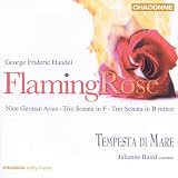 Flaming Rose