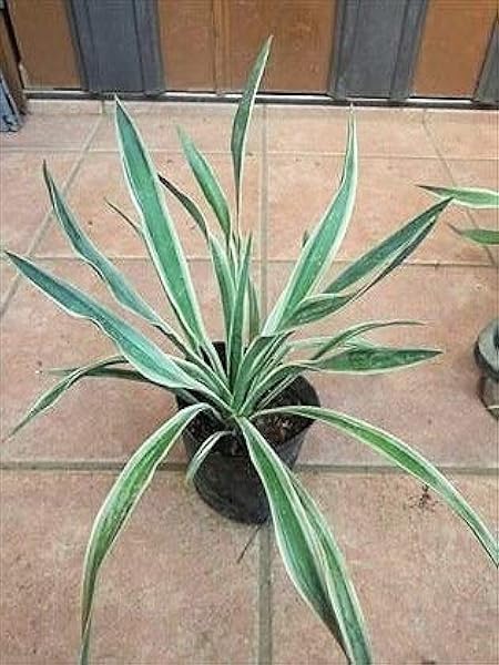 Amazon Co Jp 耐寒性 ユッカ グロリオサ バリエガータ 30 ホーム キッチン