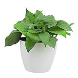 白い植木鉢 装飾的　壁掛け　おしゃれな植木鉢　サイズL