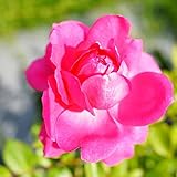 バラ苗 パレード 3年生特大苗つるバラ 四季咲き ピンク 強健 バラ 苗 つるばら 薔薇 バラ苗木