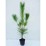 クロマツ 樹高0.8m前後 10.5cmポット 黒松 くろまつ 松の木 苗木 植木 苗 庭木 生け垣