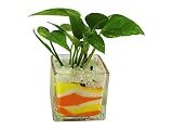 花市場直送便 ポトス(カラーサンド植え) ブロックL 黄色/オレンジ