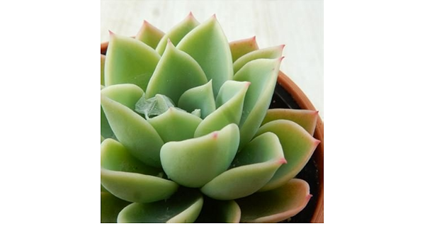 Amazon Oriエケベリア パンジー 多肉植物 エケベリア 6cmポット 観葉植物 オンライン通販