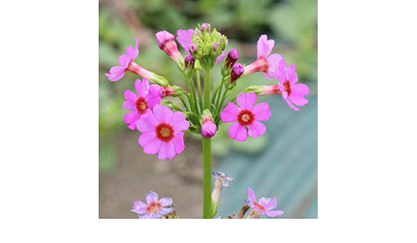 紫桜館山の花屋山野草 アマドコロ 素掘り苗株 22春夏新作 紫桜館山の花屋山野草 アマドコロ 素掘り苗株 22春夏新作