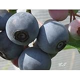 ブルーベリー 苗木 ブライトウエル 苗 2年生 挿し木苗 【 ラビットアイ系 】