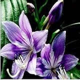 1個のユリ球根、安価な香りのユリの種、黄色の白赤いピンクの紫色のユリの花の園芸植物 - 異なる品種の紫色の混合