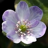 [ ユキワリソウ ] 玉三郎 標準花