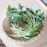 [ 山菜 ] ミツバ苗 3.5寸ポット