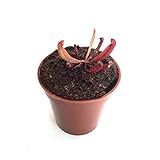 【食虫植物】Sarracenia purpurea ssp. venosa 伊勢花菖蒲園 (seedling) (サラセニア プルプレア ssp. ベノーサ) 実生系【Baby plants】