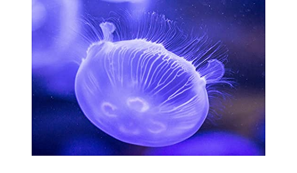 Amazon Co Jp 特大 ポスター クラゲ水中クローズアップ 壁紙ウォールステッカーポスター 594x4mm ホーム キッチン