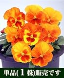 ビオラ マリア オレンジスライス 10.5cmサイズ大ポット 1ポット パンジー ビオラ すみれ 苗 寄せ植え