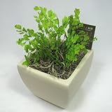 【ギフト】プリザーブドフラワーの観葉植物　[プリグリーン]【アジアンタム】