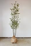 ヤマボウシ 株立ち 約180cm シンボルツリー 花が咲く 紅葉 実がなる 植木 庭木