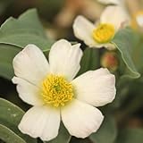 羽衣キンポウゲ