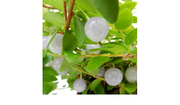 Amazon 真珠コケモモ シンジュコケモモ ツツジ科 スピロスペルムム属 3号 観葉植物 オンライン通販