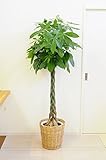 花由 ラタンバスケット入り パキラ 10号鉢 観葉植物 リボン付き