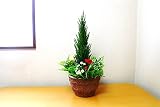 人工観葉植物　ゴールドクレストミックスプランター hc-5