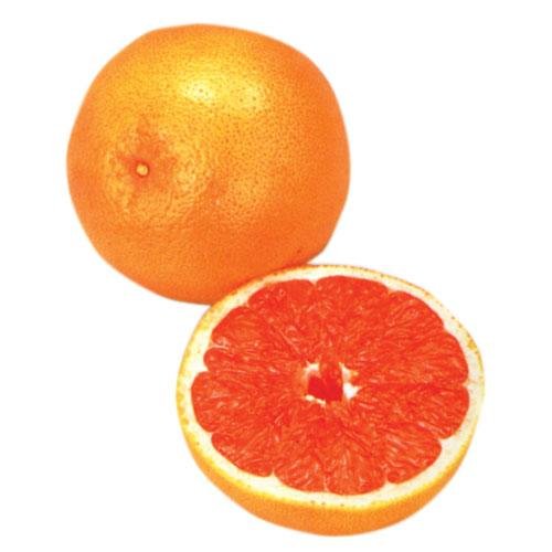 柑橘苗　グレープフルーツ　ルビー　1年生