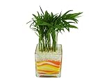花市場直送便 テーブルヤシ(カラーサンド植え) ブロックL 黄色/オレンジ
