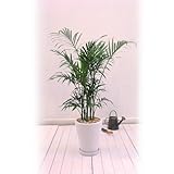 【日比谷花壇】観葉植物「メキシコケンチャヤシ」