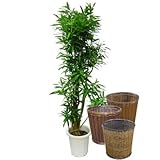 ソングオブジャマイカ 10号サイズ【バスケット(鉢カバー) 付き】ービス バスケット01