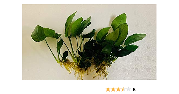 Amazon 水草 アヌビアスナナ 3株 イイ水草市場 イイ水草市場 生体水草 通販
