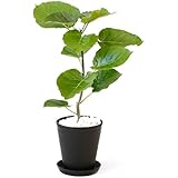 観葉植物 本物 選べる観葉植物 6号鉢 (フィカス・ウンベラータ, ブラック) 【セラアート鉢】