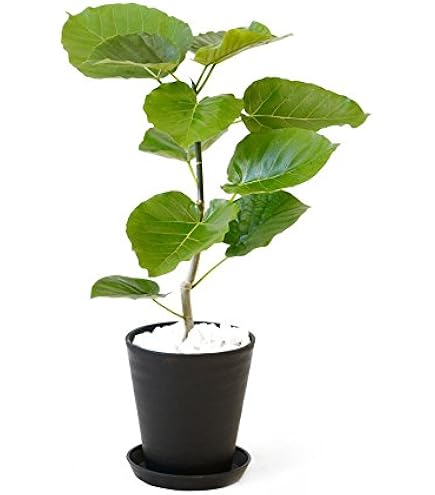 Amazon｜イタヤカエデ 名栗錦 接木大苗 6号鉢全長100cm｜観葉植物 