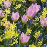 リトルガーデン　１３球入