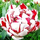 2個チューリップ球根（種子チューリップません）リリー鉢植えの色のチューリップ新鮮な球根ルート盆栽花球茎ホームガーデン植え