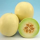 【メール便配送】　国華園　野菜たね　メロン　F1おてがるロジたん　1袋(8粒)【※発送が国華園からの場合のみ正規品です】