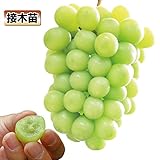 国華園　果樹苗　ブドウ　シャインマスカットP接木　ウイルスフリー苗　1株【※発送が国華園からの場合のみ正規品です】