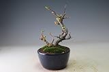 盆栽　クサボケ（多摩錦）の鉢植え盆栽 今年の開花は終わっております。