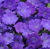 ペチュニア ショックウエーブ デニム １株 驚きの成長力