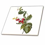 Dooni Designs Redouteフルーツと花 – Redouteヴィンテージ水彩フルーツラズベリープラントRubus Sp – タイル 12-Inch-Ceramic ct_106861_4