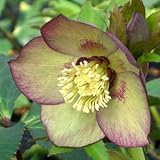 一重咲き・中輪 クリスマスローズ　 プレミアムコレクション　 グリーンカクテル 9cmポット2017年秋の新苗 花苗 ガーデニング 寄せ植え